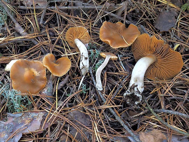 pavučinovec marhuľovožltý Cortinarius armeniacus (Schaeff.) Fr.