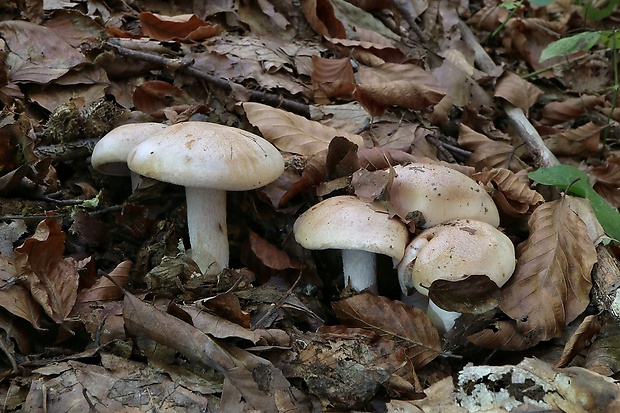 pavučinovec Cortinarius sp.