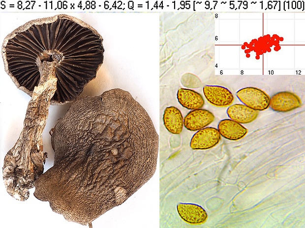 pavučinovec prstencový Cortinarius torvus (Fr.) Fr.