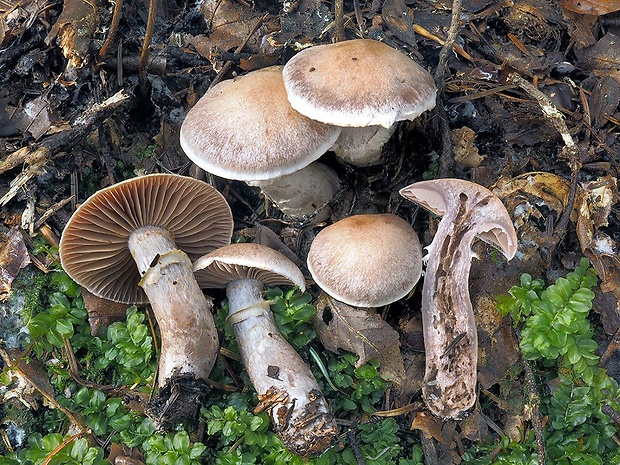 pavučinovec prstencový Cortinarius torvus (Fr.) Fr.