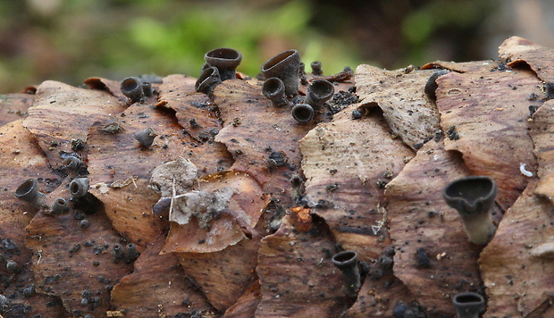 jahňadka smreková Rutstroemia bulgarioides (P. Karst.) P. Karst.