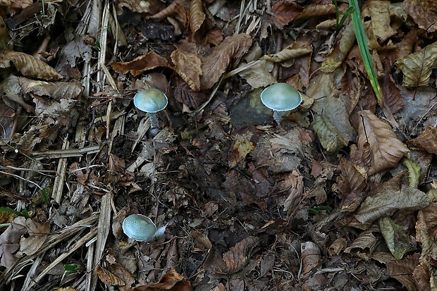 golierovka zelenomodrá Stropharia caerulea Kreisel