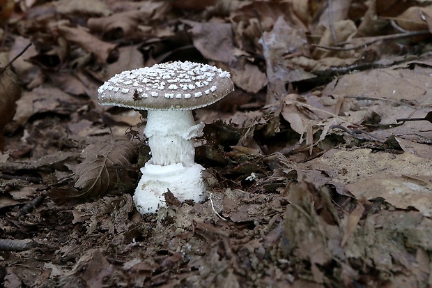 muchotrávka tigrovaná Amanita pantherina (DC.) Krombh.