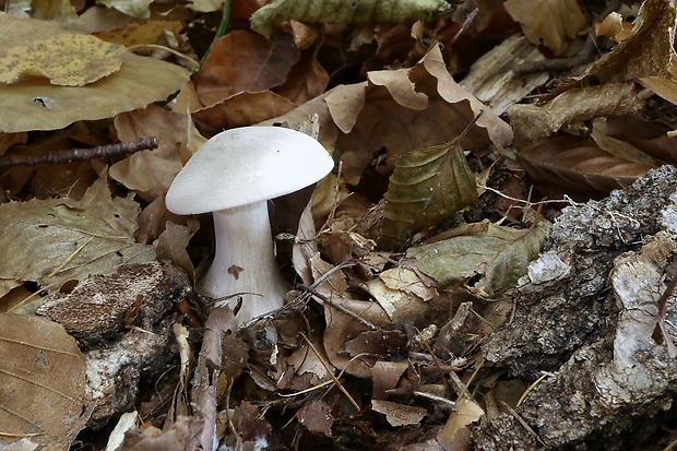 strmuľka inovaťová Clitocybe nebularis (Batsch) P. Kumm.