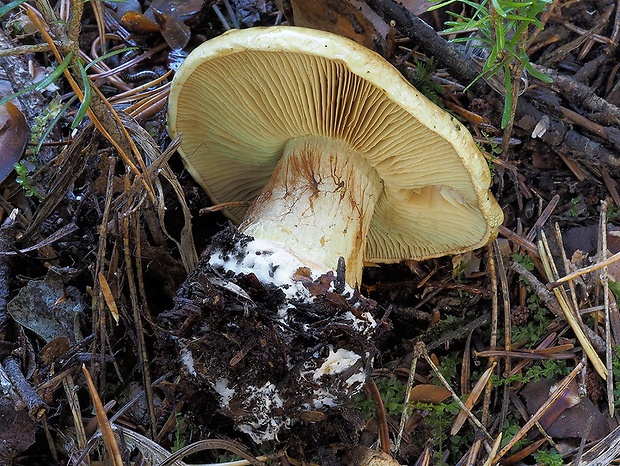 pavučinovec žltobledý Cortinarius flavopallidus (M.M. Moser) M.M. Moser