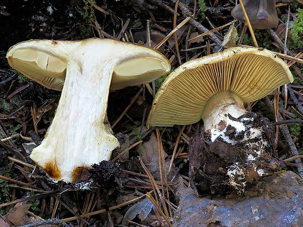 pavučinovec žltobledý Cortinarius flavopallidus (M.M. Moser) M.M. Moser