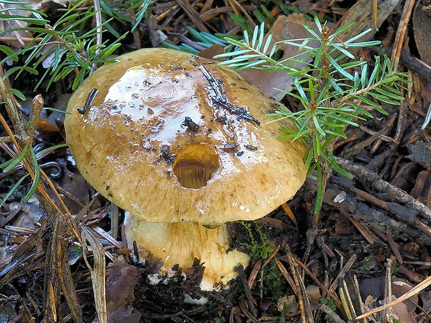 pavučinovec žltobledý Cortinarius flavopallidus (M.M. Moser) M.M. Moser