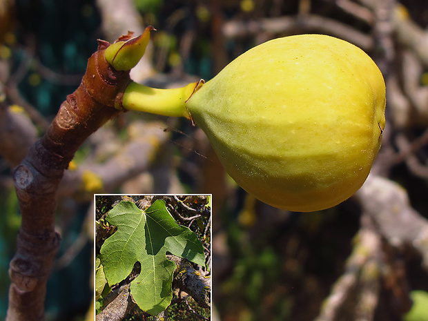 figovník obyčajný Ficus carica L.