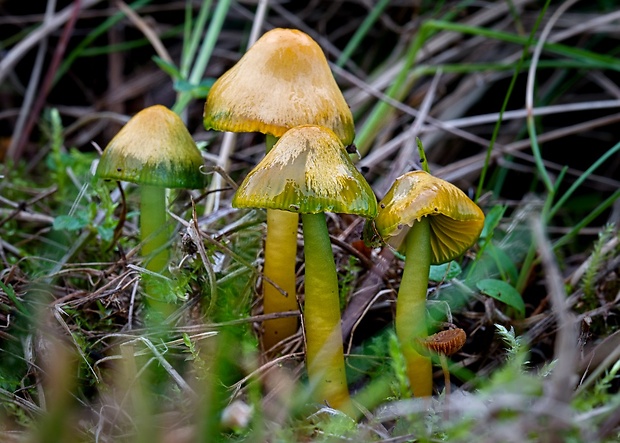 lúčnica žltozelená Gliophorus psittacinus (Schaeff.) Herink