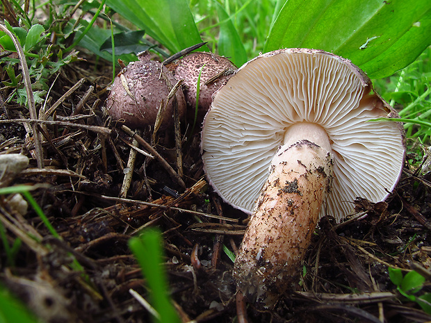 bedlička hnedoružová Lepiota brunneoincarnata Chodat & C. Martín