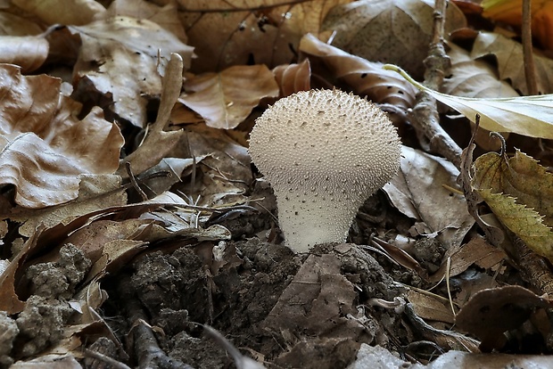 prášnica bradavičnatá Lycoperdon perlatum Pers.