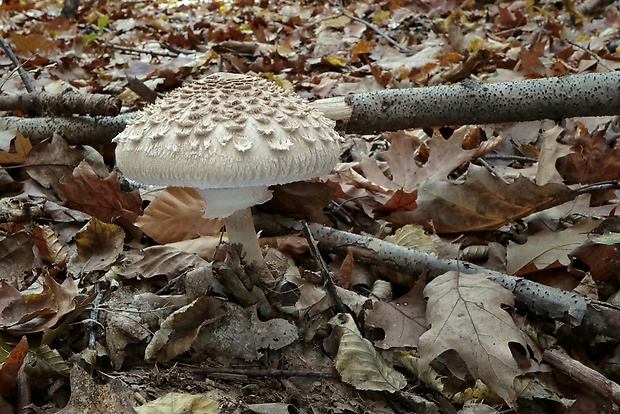 bedľa vysoká Macrolepiota procera (Scop.) Singer