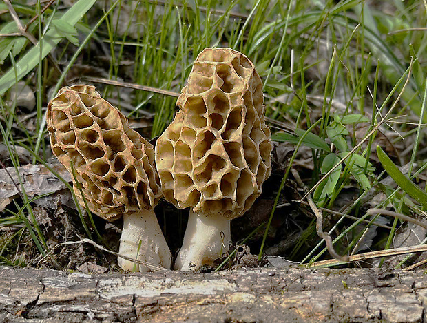 smrčok jedlý Morchella esculenta (L.) Pers.