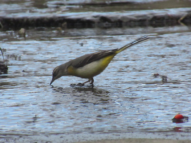 trasochvost horský Motacilla cinerea