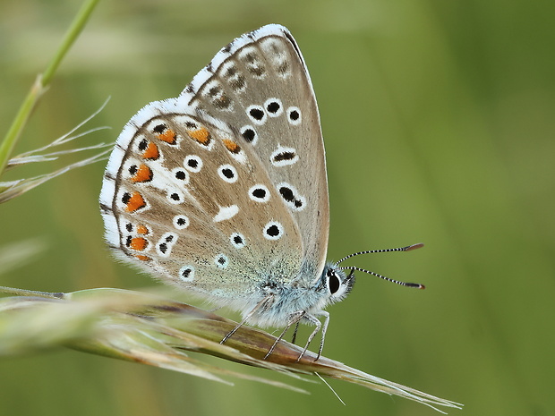 modráčik ďatelinový Polyommatus bellargus