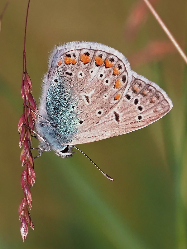 modráčik obyčajný Polyommatus icarus