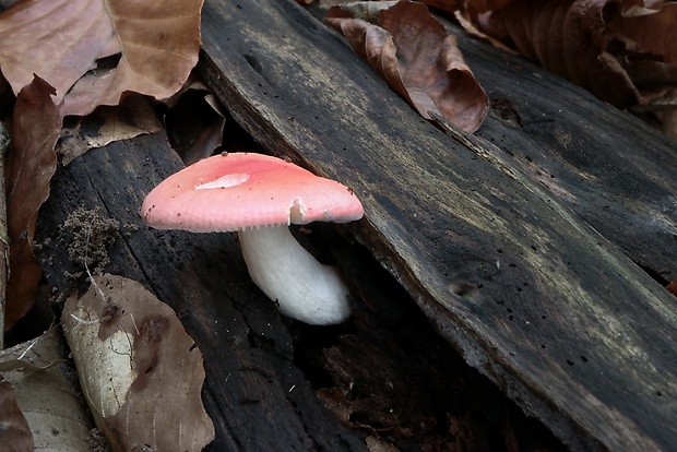 plávka Russula sp.