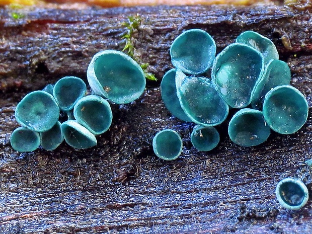 zelenica Chlorociboria sp.