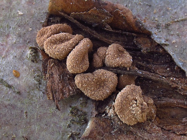 dutinovka otrubnatá Encoelia furfuracea (Roth) P. Karst.