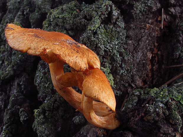 šupinovec nádherný Gymnopilus junonius (Fr.) P.D. Orton