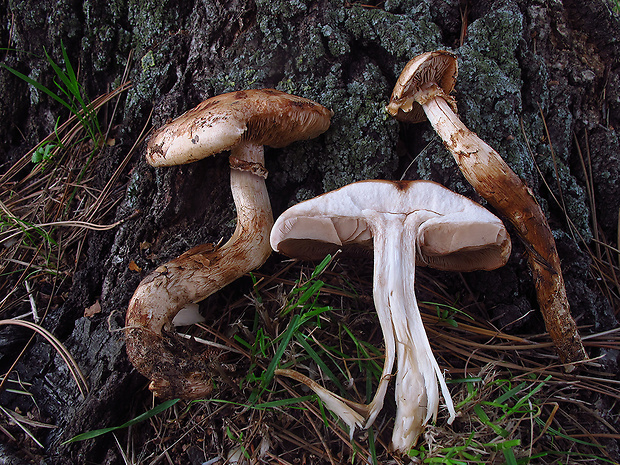 slzivka koreňujúca Hebeloma radicosum (Bull.) Ricken