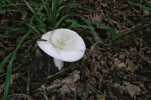 rýdzik korenistý Lactarius piperatus (L.) Pers.