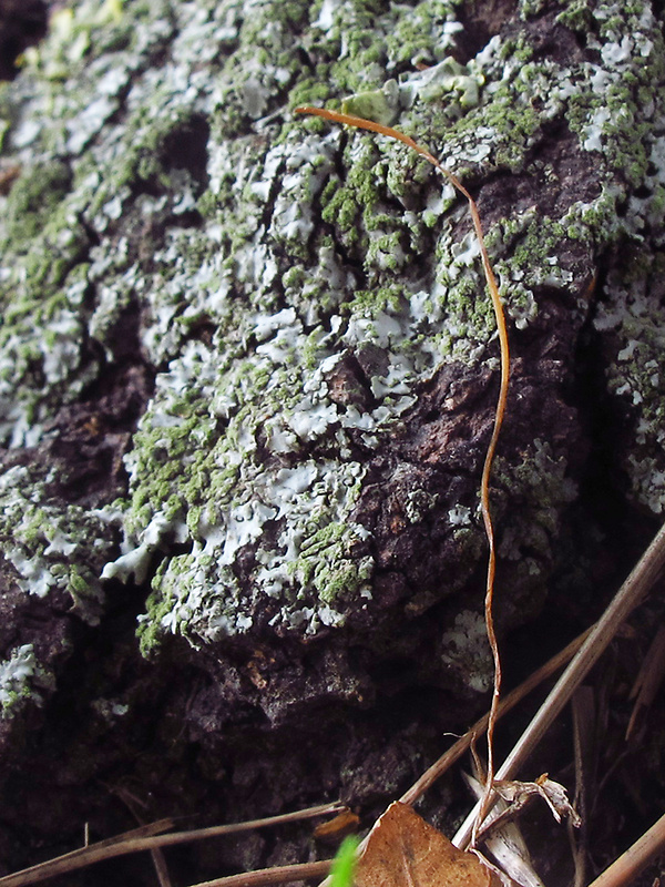 kyjovka tenká Macrotyphula juncea (Alb. & Schwein.) Berthier