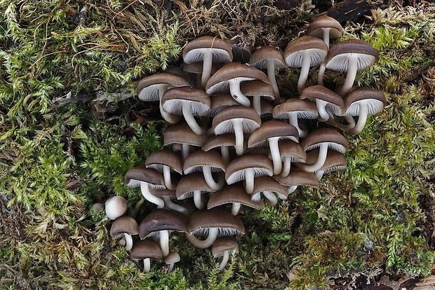 prilbička hnedosivá Mycena tintinnabulum (Paulet) Quél.