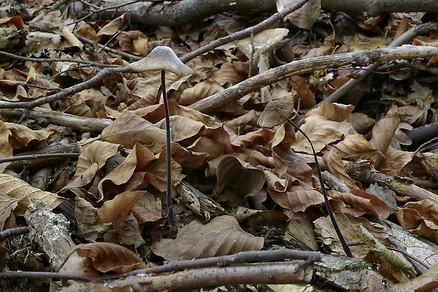 tanečnica cesnaková Mycetinis alliaceus (Jacq.) Earle ex A.W. Wilson & Desjardin