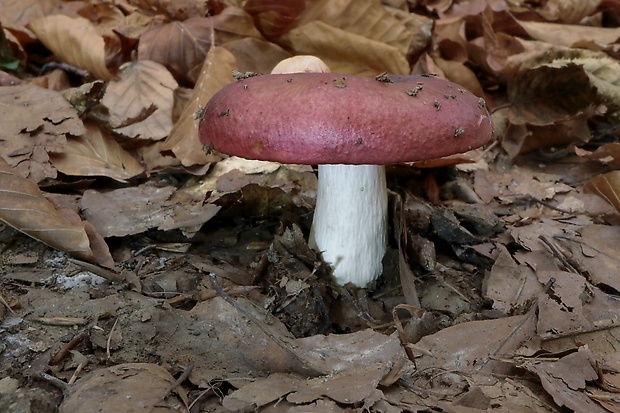 plávka Russula sp.