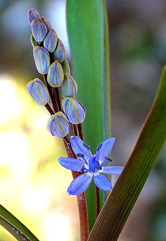 scila viedenská Scilla vindobonensis Speta