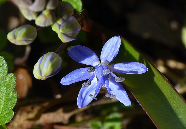 scila viedenská Scilla vindobonensis Speta