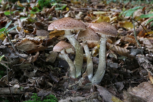 podpňovka Armillaria sp.