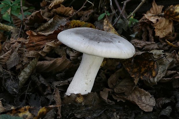 strmuľka inovaťová Clitocybe nebularis (Batsch) P. Kumm.