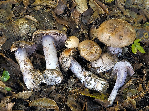 pavučinovec bledohnedý Cortinarius pseudoporphyropus f. pallidus Bidaud, ad int.