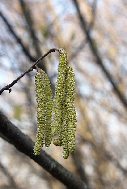 lieska obyčajná Corylus avellana L.