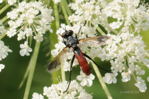 bystruša Cylindromyia bicolor