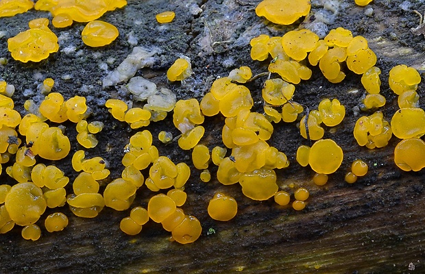 slzovec Dacrymyces sp.