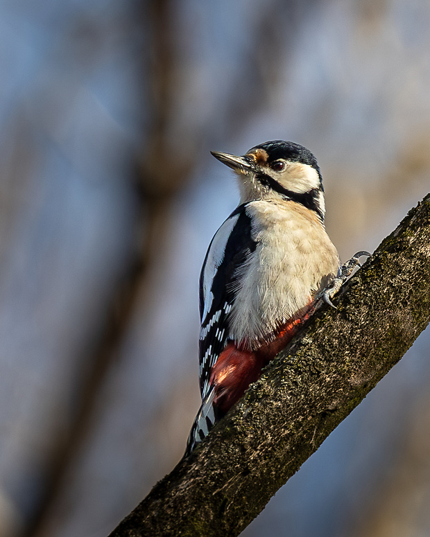 ďateľ veľký Dendrocopos major