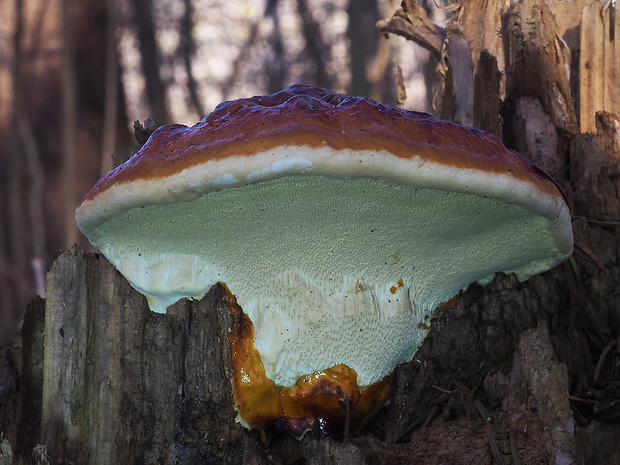 práchnovček pásikavý Fomitopsis pinicola (Sw.) P. Karst.