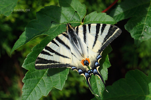 vidlochvost ovocný Iphiclides podalirius