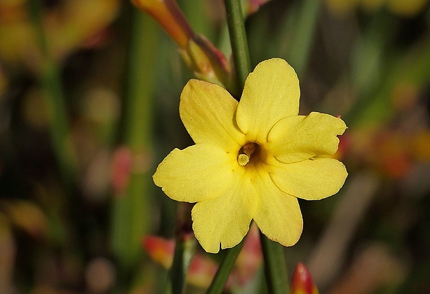 jazmín nahý Jasminum nudiflorum (Lindl.)