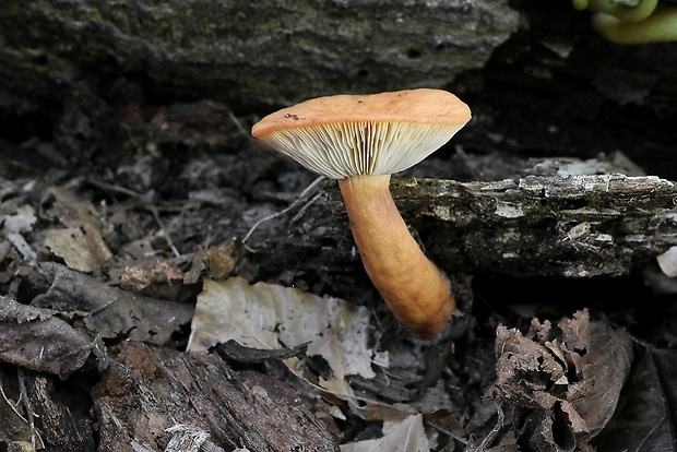 rýdzik Lactarius sp.