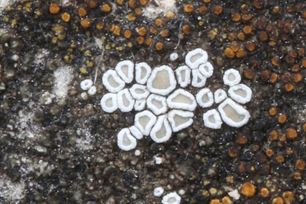 lekanora Lecanora sp.