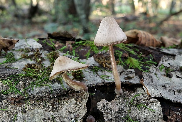 prilbička Mycena sp.