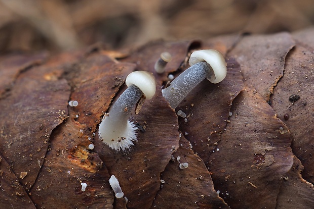 prilbička šišková Mycena strobilicola J. Favre & Kühner