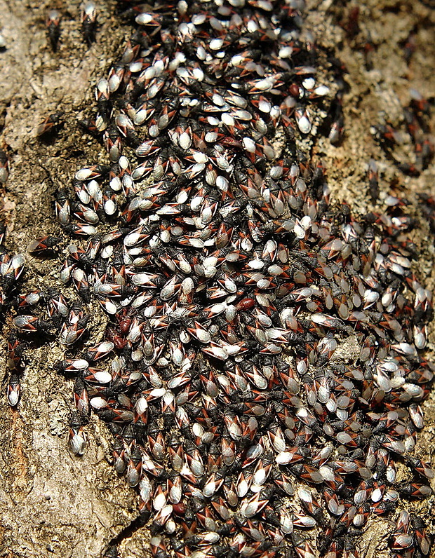 ploštička lipová Oxycarenus lavaterae