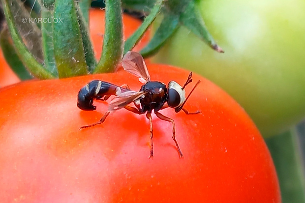 okanka (sk), očnatka (cz) Physocephala chrysorrhoea (Meigen, 1824)