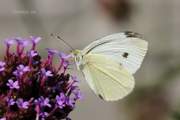 mlynárik kapustový Pieris brassicae