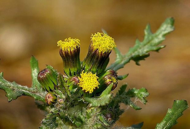 starček obyčajný Senecio vulgaris L.